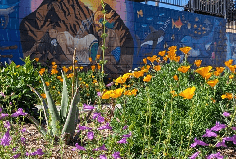 Native wildflowers—bright orange poppies and purple blooms—grow beside an agave in a small urban garden, set against a colorful nature mural.
