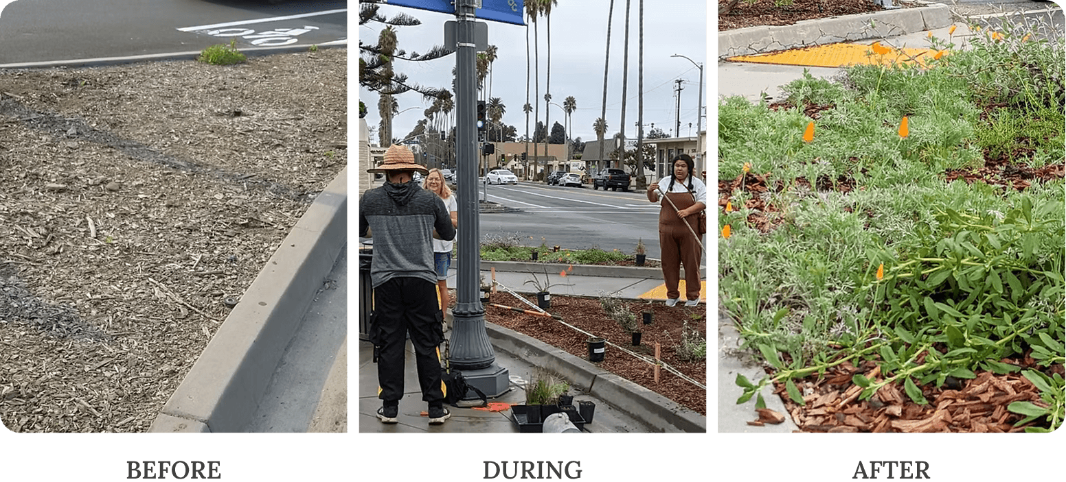 Three side-by-side photos show the transformation of a bare roadside strip into a small native plant garden — from dry soil, to volunteers planting, to blooming greenery with California poppies.