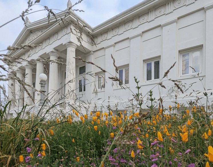 A lush drift of native poppies and grasses spreads in front of a grand white civic building, suggesting nature reclaiming city spaces.