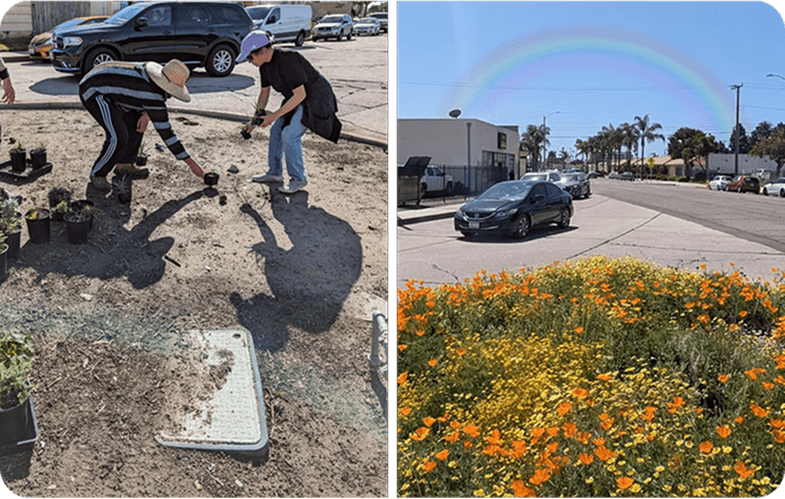 Before and after mininature reserve transformation: On left, Volunteers planting native seedlings in a deserted curbside plot; On right photo shows the site in full bloom with a rainbow overhead.