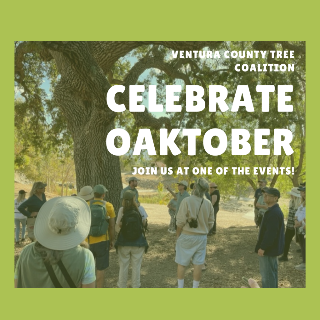Oak Awareness Month flyer