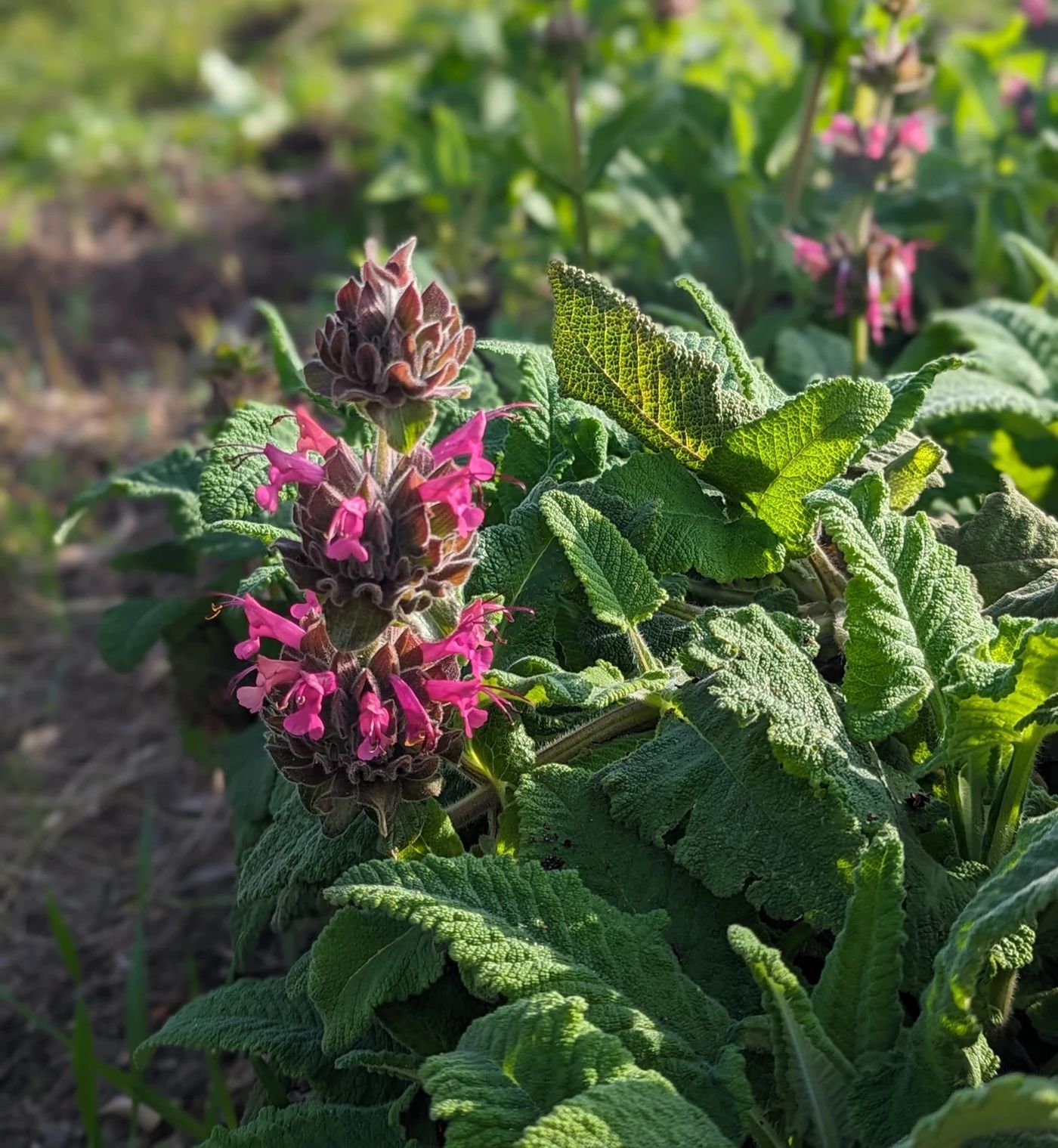 Plant Spotlight: Hummingbird Sage (Salvia spathacea) | Mininature Reserve