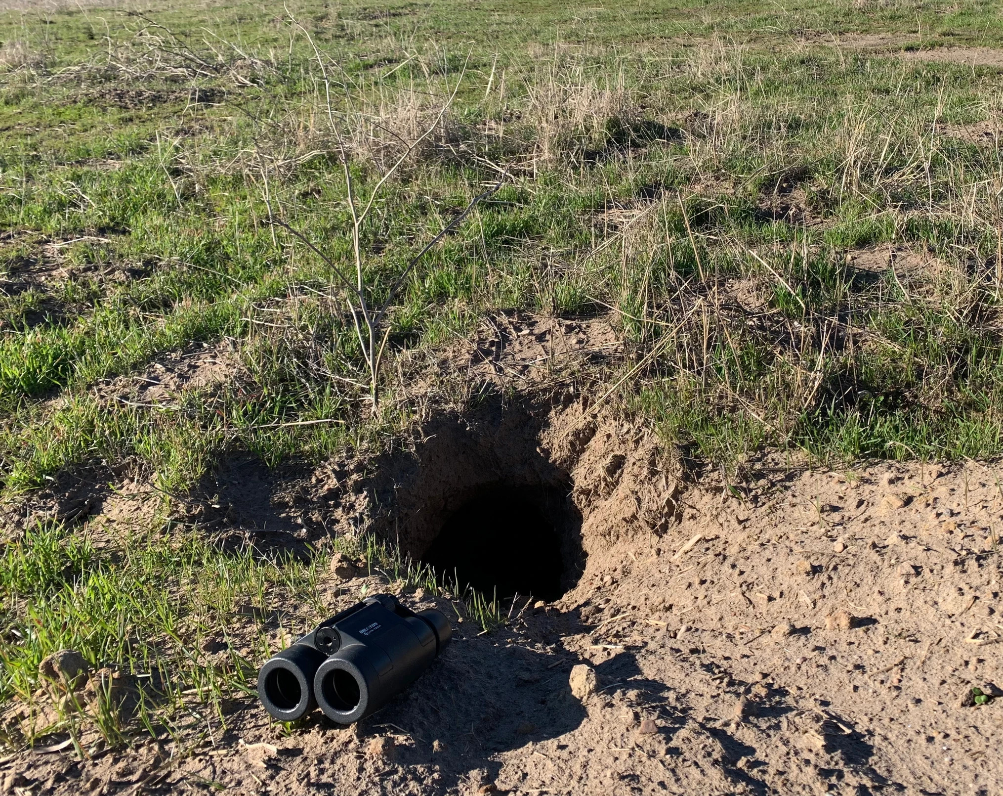 A gopher burrow opening in a grassy field with a pair of binoculars placed beside it for scale.