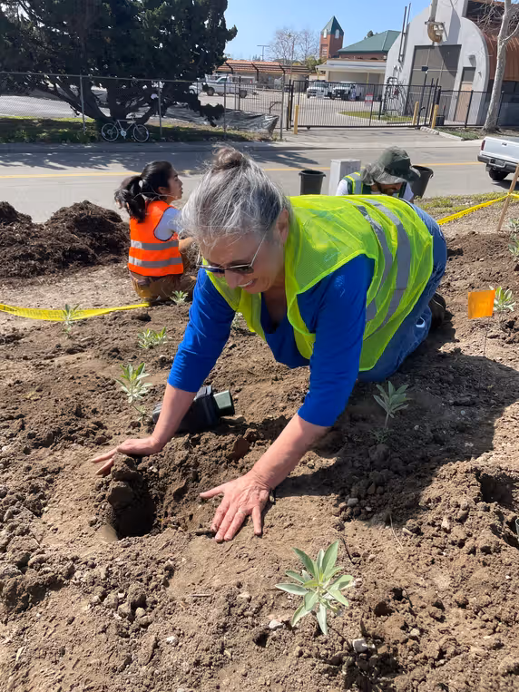 A volunteer wearing a safety vest kneels in freshly turned soil, planting native seedlings along a city street as part of an urban greening project.