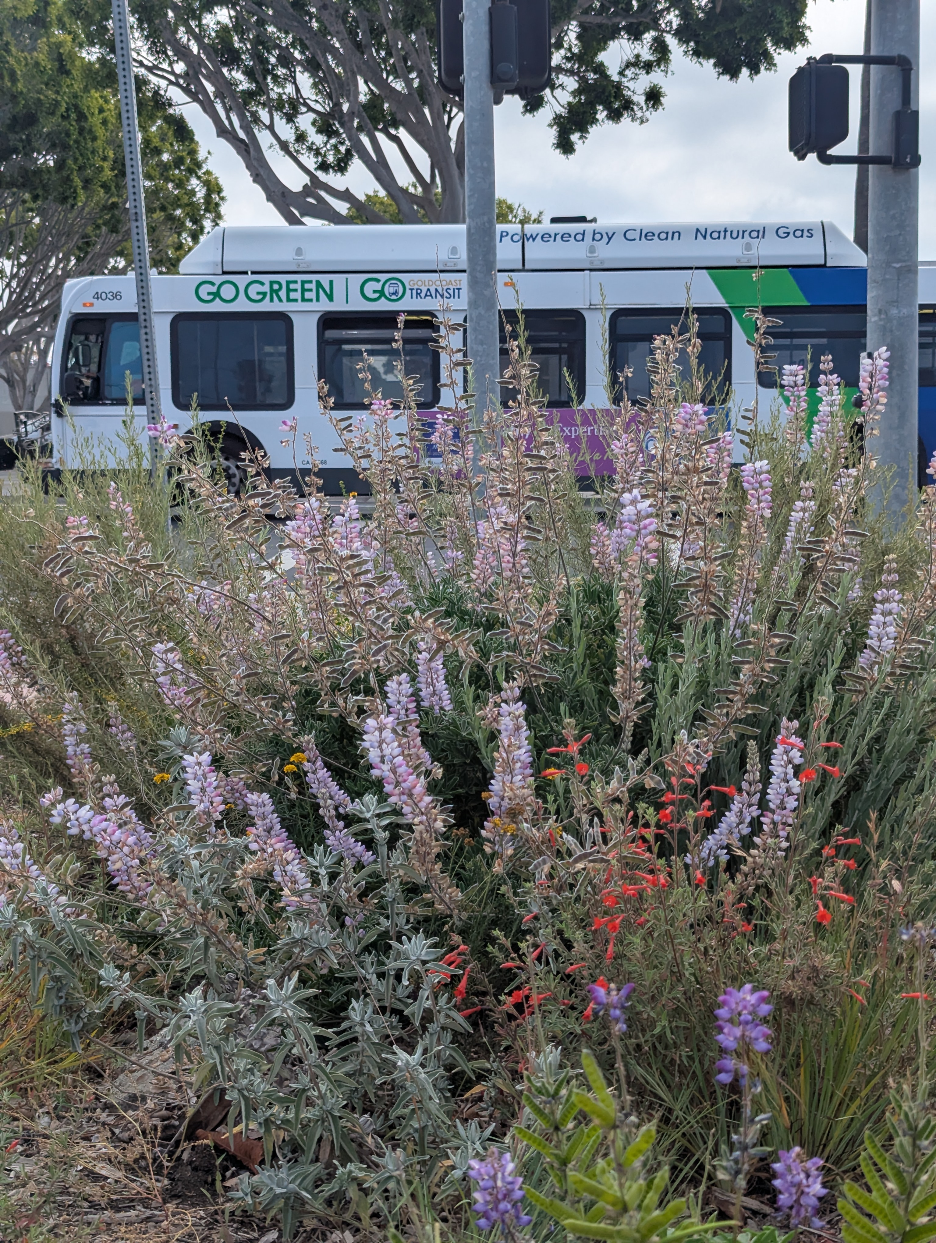 Purple lupine and red penstemon flowers grow beside a city street as a ‘Go Green’ natural gas bus passes behind, representing sustainable transit and native landscaping.