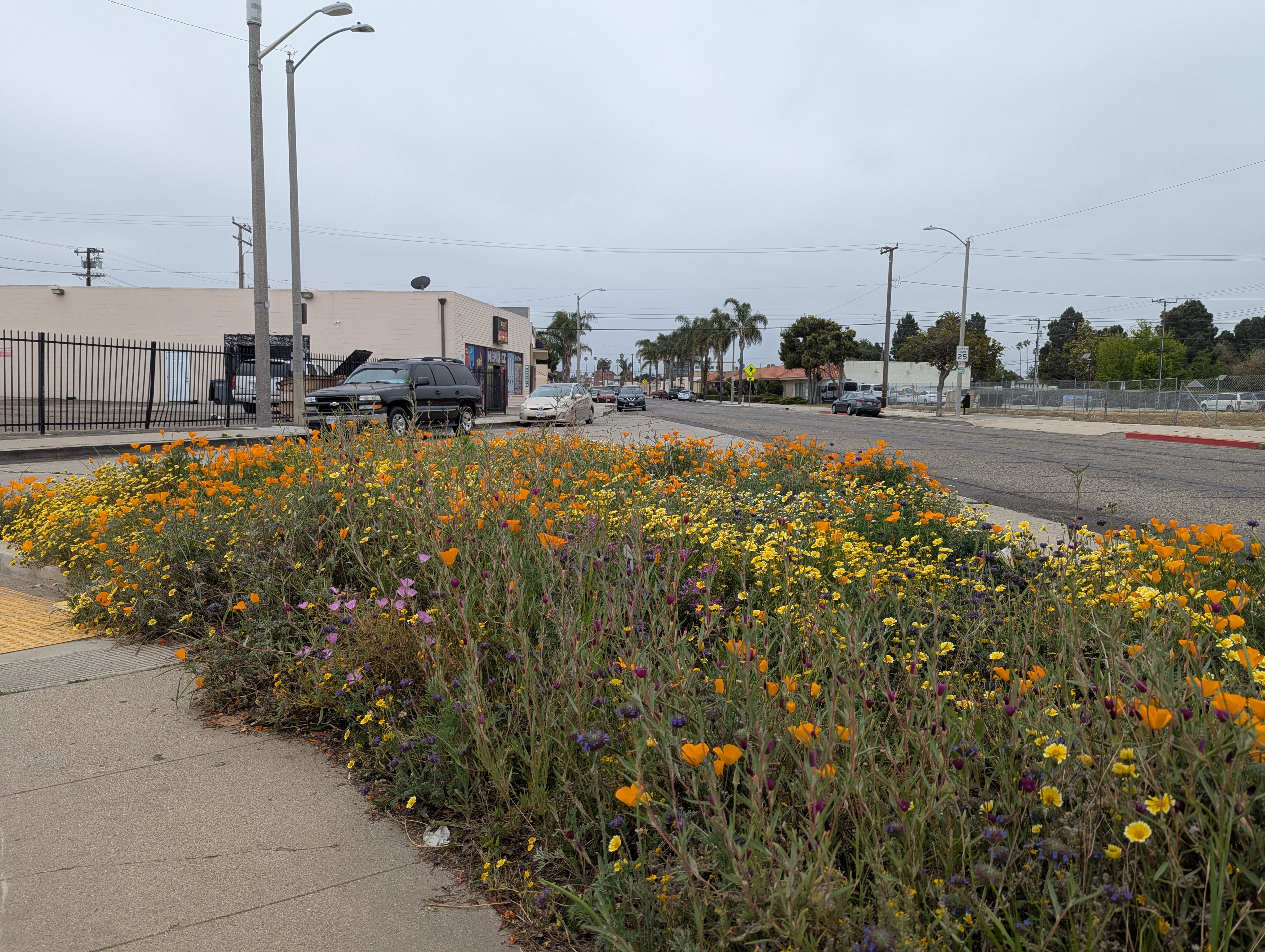 A median filled with native wildflowers—orange poppies, yellow daisies, and purple blooms—brightens a gray urban street lined with cars and palm trees.