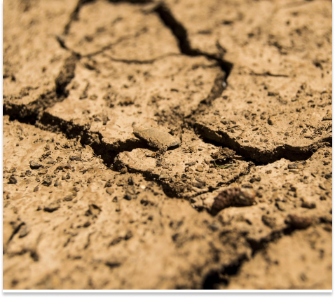 Close-up of dry, cracked soil, showing how deep-rooted native plants help prevent erosion and maintain healthy ground stability.